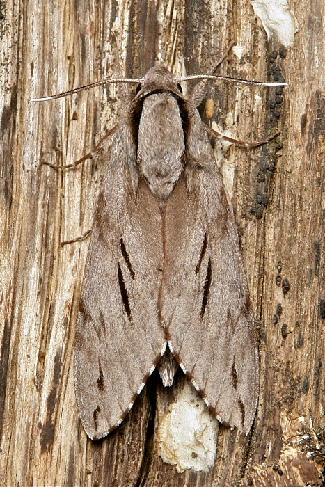 Male Hyloicus oberthueri, Simao/Pu'er, Yunnan, China, 23.vi.2012. Photo: © John Horstman.