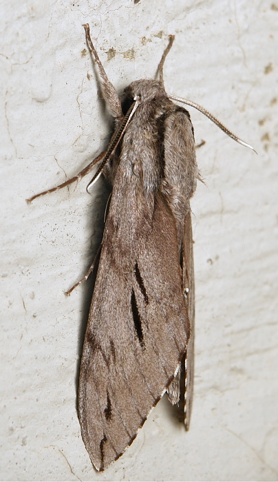 Male Hyloicus oberthueri, Simao/Pu'er, Yunnan, China, 23.vi.2012. Photo: © John Horstman.