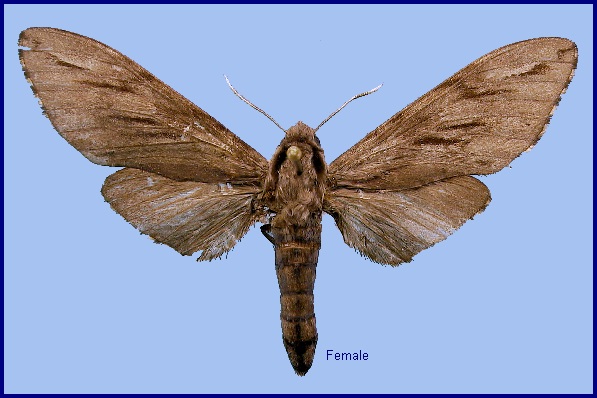 Female Hyloicus oberthueri. Photo: © NHMUK.