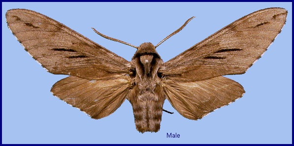 Male Hyloicus oberthueri. Photo: © NHMUK.