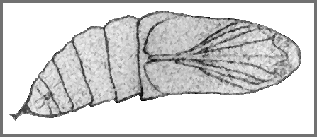 Pupa of Hyloicus oberthueri. Image: Mell, 1922b