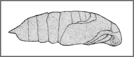 Pupa of Hyloicus oberthueri. Image: Mell, 1922b