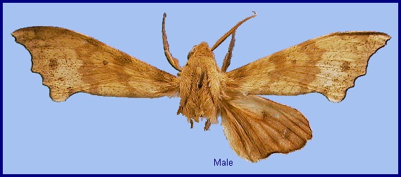 Male Smerinthulus perversa pallidus. Photo: © NHMUK.