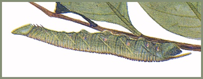 Full-grown larva of Smerinthulus perversa pallidus. Image: Mell, 1922b