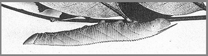 Full-grown larva of Smerinthulus perversa pallidus. Photo: Mell, 1922b