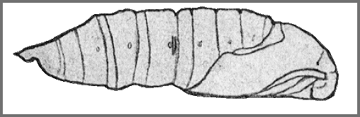 Pupa of Smerinthulus perversa pallidus. Image: Mell, 1922b