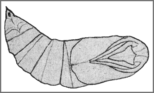 Pupa of Smerinthulus perversa pallidus. Image: Mell, 1922b
