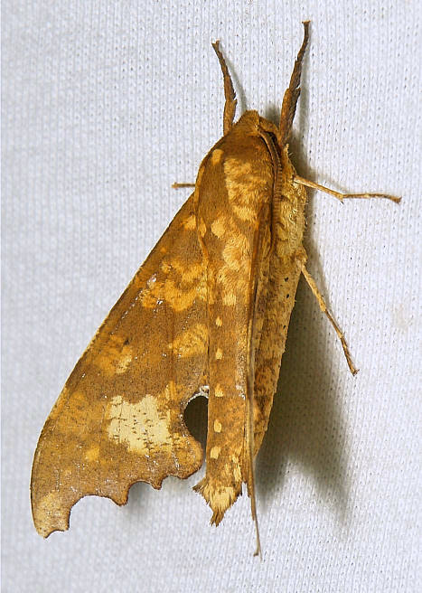 Male Smerinthulus perversa perversa, Simao/Pu'er, Yunnan, China, 28.ii.2013. Photo: © John Horstman.