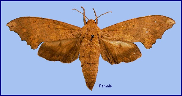 Female Smerinthulus perversa perversa. Photo: © NHMUK