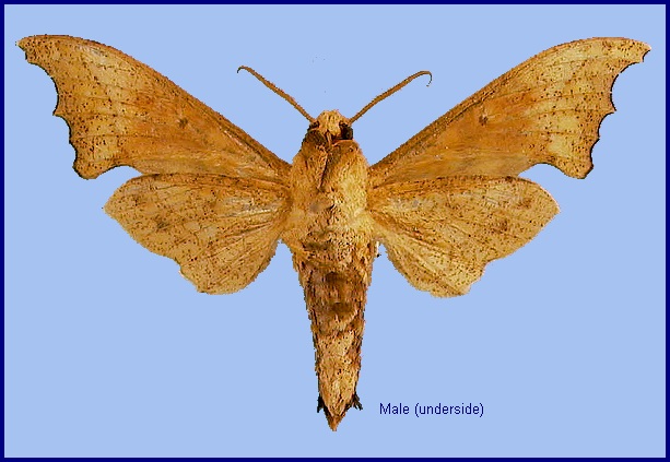 Male Smerinthulus perversa perversa. Photo: © NHMUK