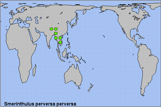 Global distribution of Smerinthulus perversa perversa. Map: © NHMUK.