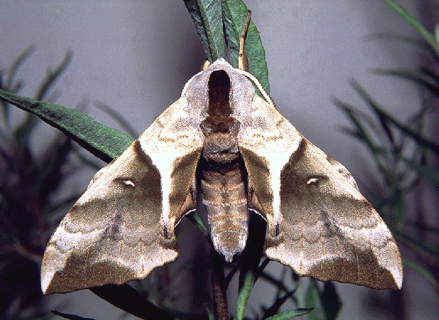 Male Smerinthus planus planus (grey spring form), Louguantai Forest Park (near Xi'an), Shaanxi, China. Photo: © Tony Pittaway.