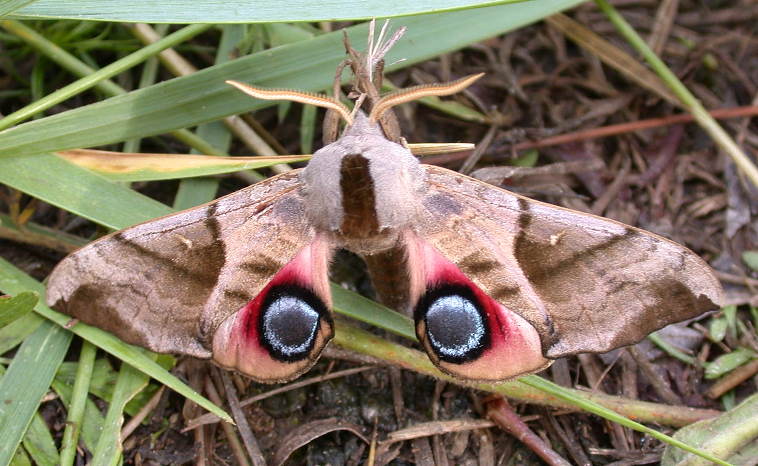 Male Smerinthus planus planus in alarm posture, 'Mt. Maly Bator' (Onon river valley), 7 km west Nizhniy Casuchey, south Chita Province, Transbaikalia, Russia, 2.viii.2002. Photo: © Vladimir Dubatolov.