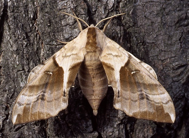 Female Smerinthus planus planus (brown summer form), Louguantai Forest Park (near Xi'an), Shaanxi, China, 20.vii.1995. Photo: © Tony Pittaway.