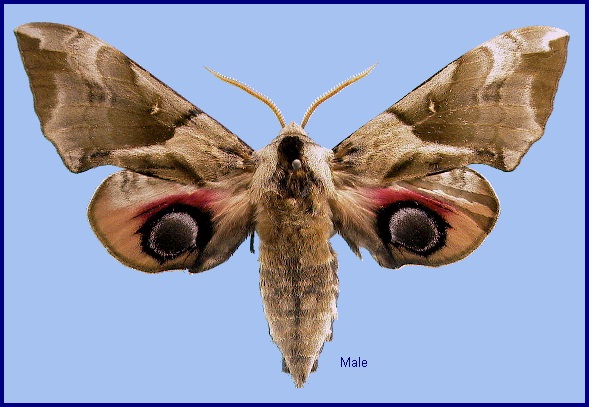 Male Smerinthus planus planus. Photo: © NHMUK