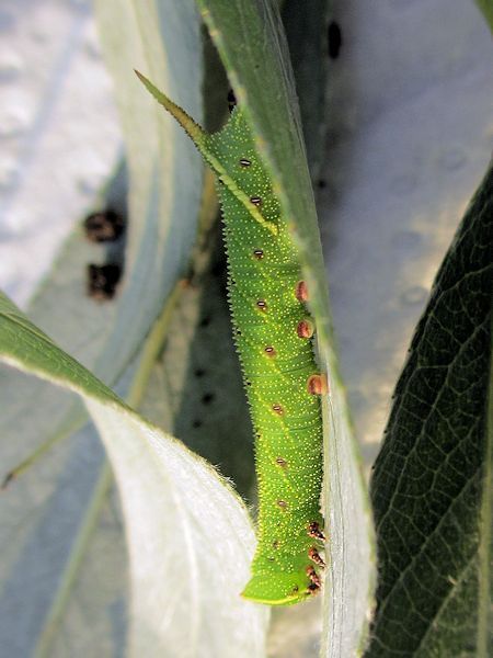 Third instar yellow-green form larva of Smerinthus planus planus, Yazu, Tottori Prefecture, Honshu, Japan. Photo: © Pascal Rgnier.