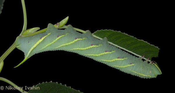 Full-grown yellow-grey form larva of Smerinthus planus planus, Slavyanka, Khabarovskiy Krai, Russian Far East, September 2020. Photo: © Nikolay Ivshin.