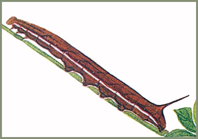 Full-grown brown form larva of Sphingonaepiopsis pumilio. Image: Mell, 1922b