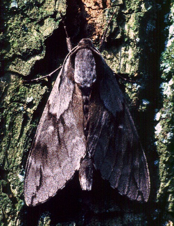 Female Hyloicus caligineus sinicus, Hangzhou, Zhejiang, China, 30.vi.1995. Photo: © Tony Pittaway.