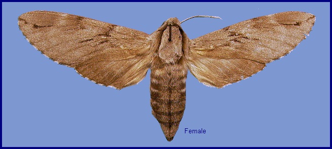 Female Hyloicus caligineus sinicus. Photo: © NHMUK
