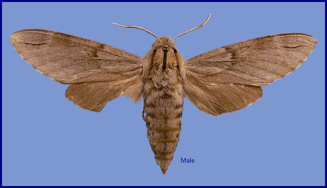 Male Hyloicus caligineus sinicus. Photo: © NHMUK