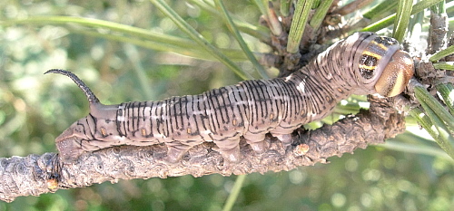Full-grown larva of Sphinx caligineus sinicus in alarm position, Xiangshan, Beijing, China, 2.ix.2005. Photo: © Tony Pittaway