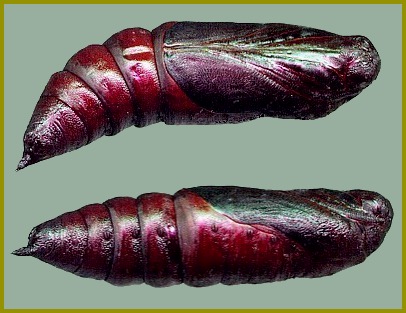 Pupa of Hyloicus caligineus sinicus, Xiangshan, Beijing, China. Photo: © Tony Pittaway