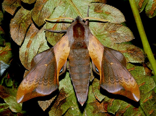 Resting Smerinthus szechuanus, China. Photo: © Viktor Sinjaev.