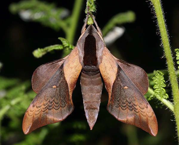 Resting Smerinthus szechuanus, Meigu, Sichuan, China. Photo: © Viktor Sinjaev.