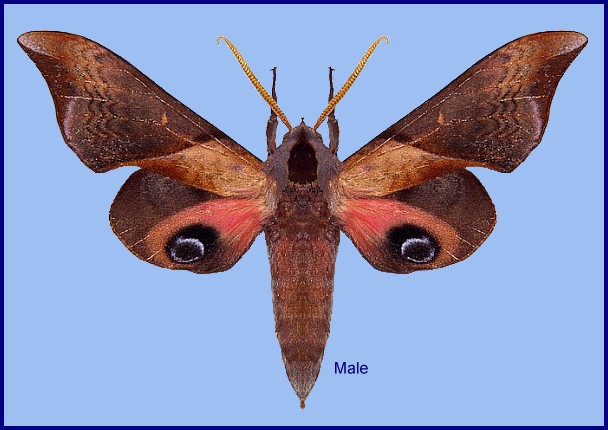 Male Smerinthus szechuanus, Mengla, Yunnan, China. Photo: © Jarek Bury