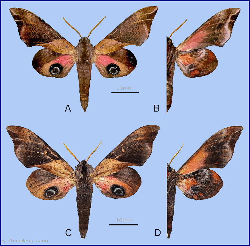 Smerinthus szechuanus. AB. male, Libo, Guizhou, China; CD. male, Wuxi, Chongqing, China. Photo: © ZhuoHeng Jiang.