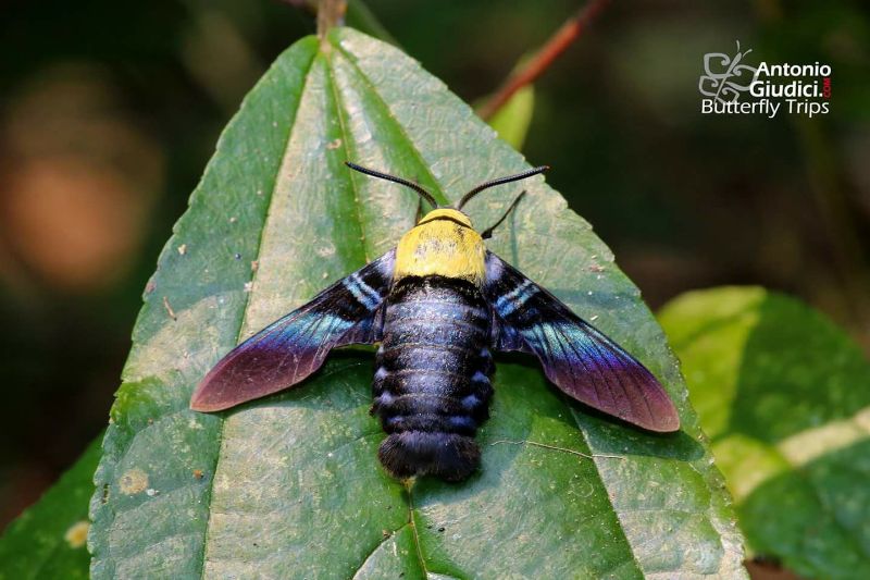 Male Sataspes tagalica tagalica, Chiang Dao, Northern Thailand, 20.iii.2017. Photo: © Antonio Giudici.