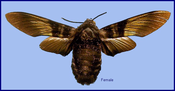 Female Sataspes tagalica tagalica. Photo: © NHMUK