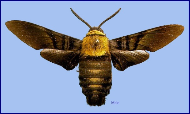 Male Sataspes tagalica tagalica f. thoracica. Photo: © NHMUK