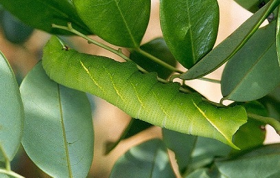 Full-grown unmarked form larva of Sataspes tagalica on Dalbergia benthami, Hong Kong, China. Photo: © Kent H. K. Li.