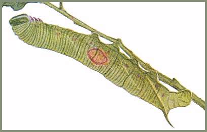 Full-grown marked form larva of Sataspes tagalica. Image: Mell, 1922b