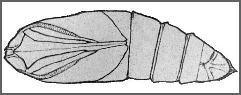 Pupa of Sataspes tagalica. Image: Mell, 1922b