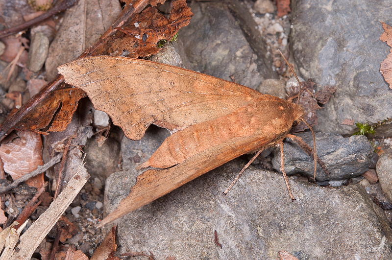 Female Smerinthulus taiwana, Tsueifeng (2200m), Nantou Hsien, Taiwan. Photo: © Shipher Wu.