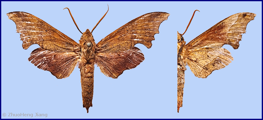 Male Smerinthulus taiwana, Nantou Hsien, Taiwan. Photo: © ZhuoHeng Jiang.