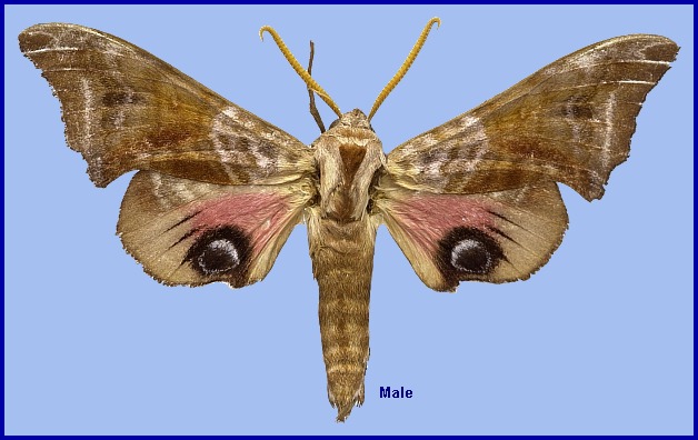 Male Smerinthus tokyonis. Photo: © NHMUK