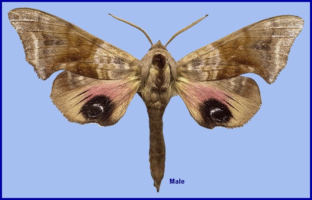 Male Smerinthus tokyonis. Photo: © NHMUK