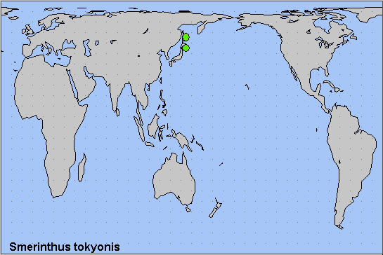 Global distribution of Smerinthus tokyonis. Map: © NHMUK.