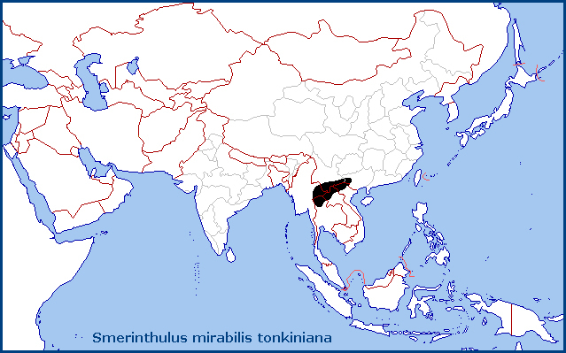 Global distribution of Smerinthulus mirabilis tonkiniana. Map: © Tony Pittaway.