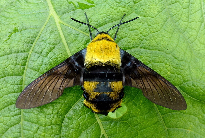 Female Sataspes xylocoparis, Baochu Pagoda, West Lake, Hangzhou, Zhejiang, China. Photo: © Tony Pittaway.