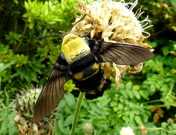 Female Sataspes xylocoparis, Baochu Pagoda, West Lake, Hangzhou, Zhejiang, China. Photo: © Tony Pittaway.