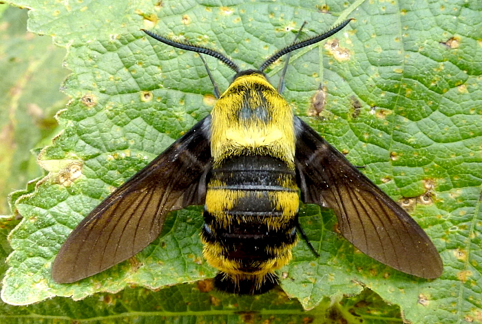 Male Sataspes xylocoparis, Baochu Pagoda, West Lake, Hangzhou, Zhejiang, China. Photo: © Tony Pittaway.