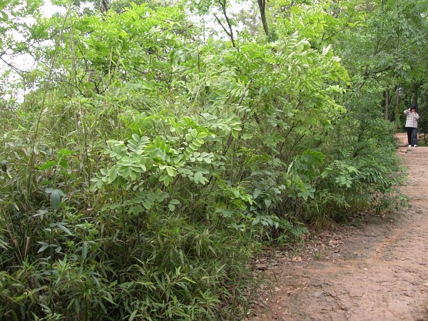 Typical habitat of Sataspes xylocoparis with Albizia lebbeck saplings, Baochu Pagoda, West Lake, Hangzhou, Zhejiang, China. Photo: © Tony Pittaway.