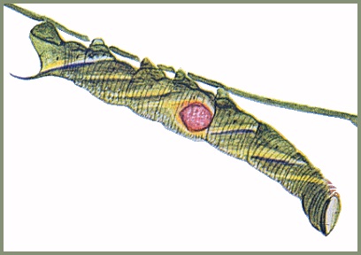 Full-grown larva of Sataspes xylocoparis. Image: Mell, 1922b