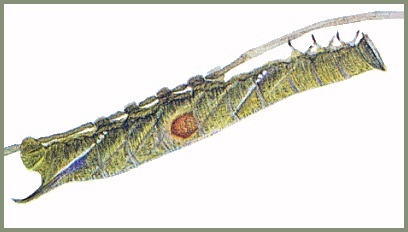 Full-grown larva of Sataspes xylocoparis. Image: Mell, 1922b