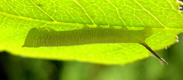 Second instar larva of Sataspes xylocoparis, Baochu Pagoda, West Lake, Hangzhou, Zhejiang, China. Photo: © Tony Pittaway.